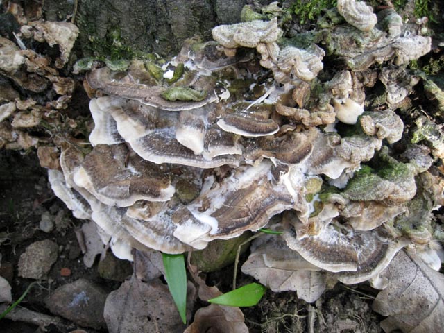 Quando i funghi sono latitanti....